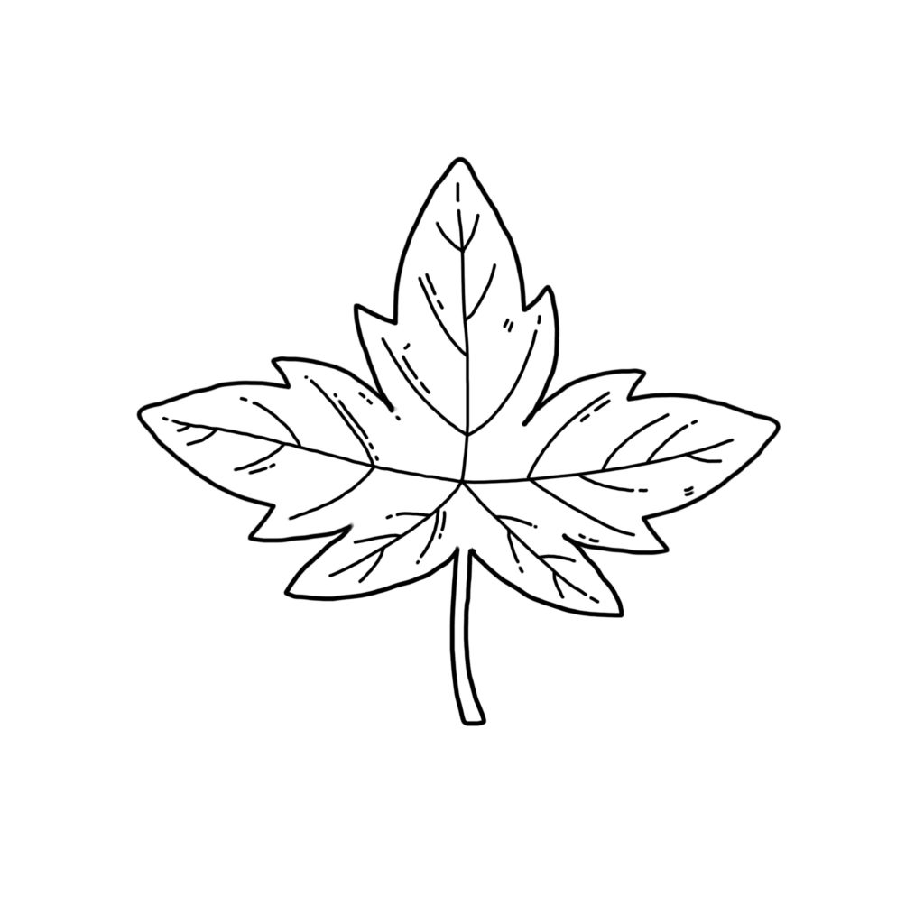 Maple doodle - Step 7