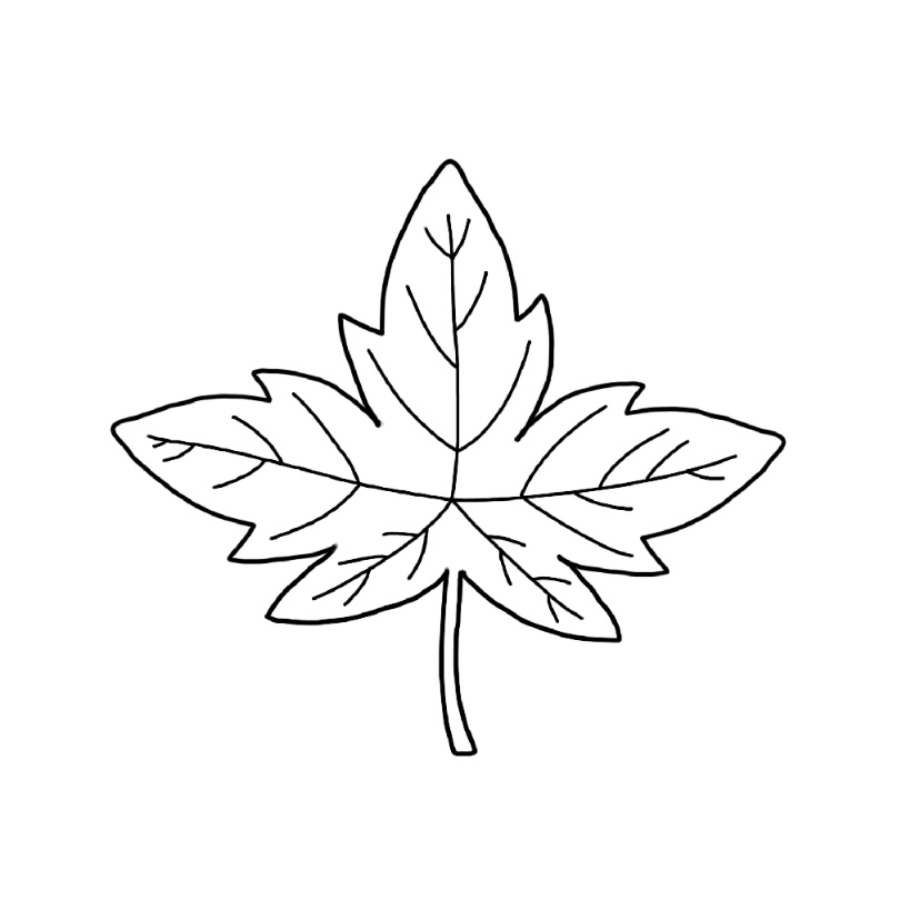 Maple doodle - Step 6